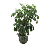 Schefflera Amate XL