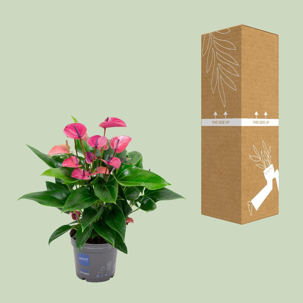 Anthurium KARMA Purple - Ø17cm - ↕50cm