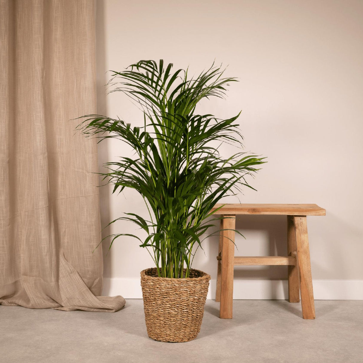 Areca palm - Ø19cm - ↕85cm