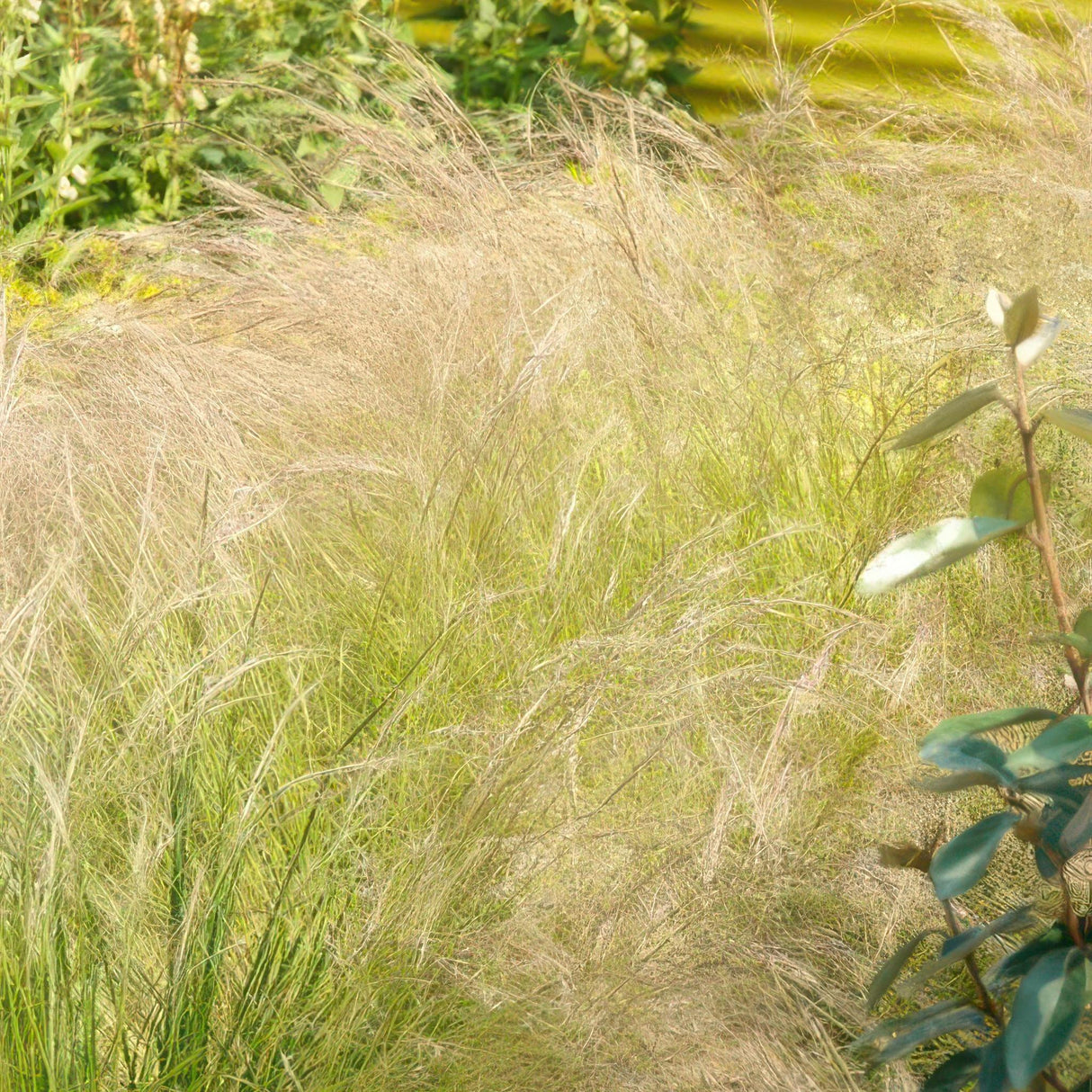 Stipa tenuissima 'Ponytails'