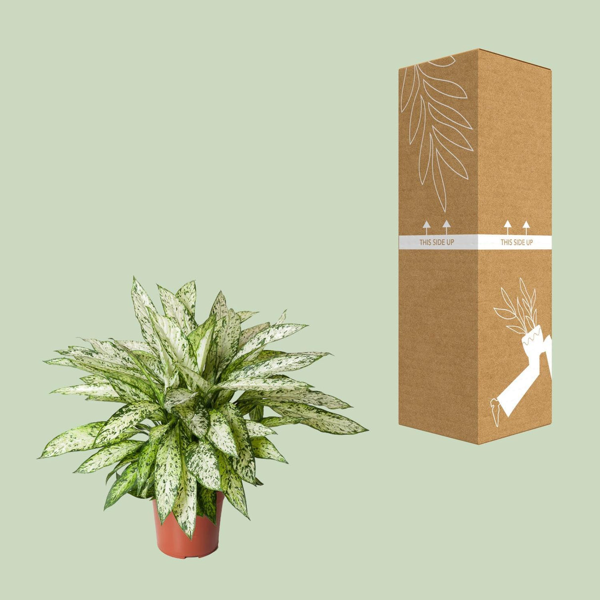 Dieffenbachia Vesuv - Ø27cm - ↕80cm