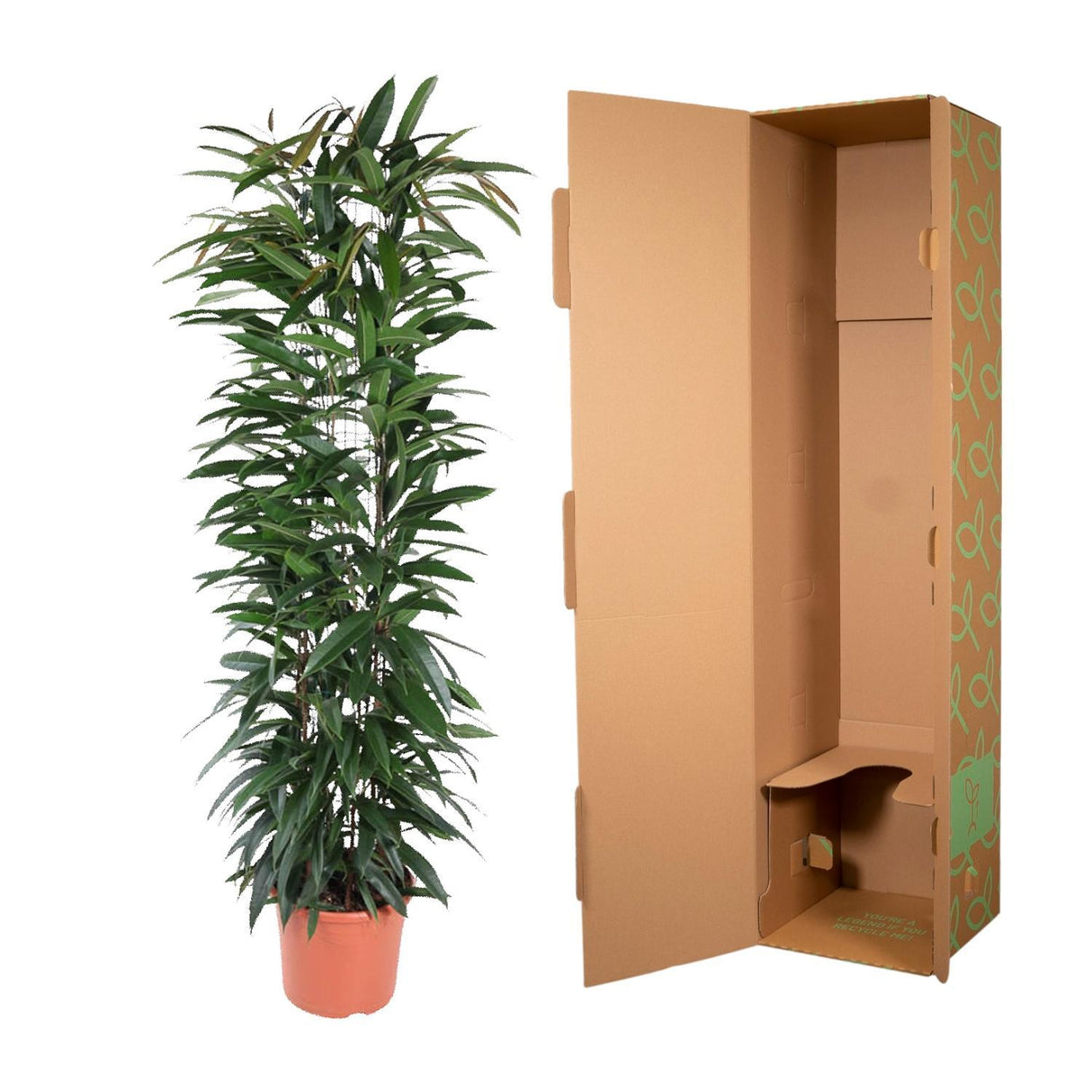 Ficus Alii King zuil - 150 cm - ø29