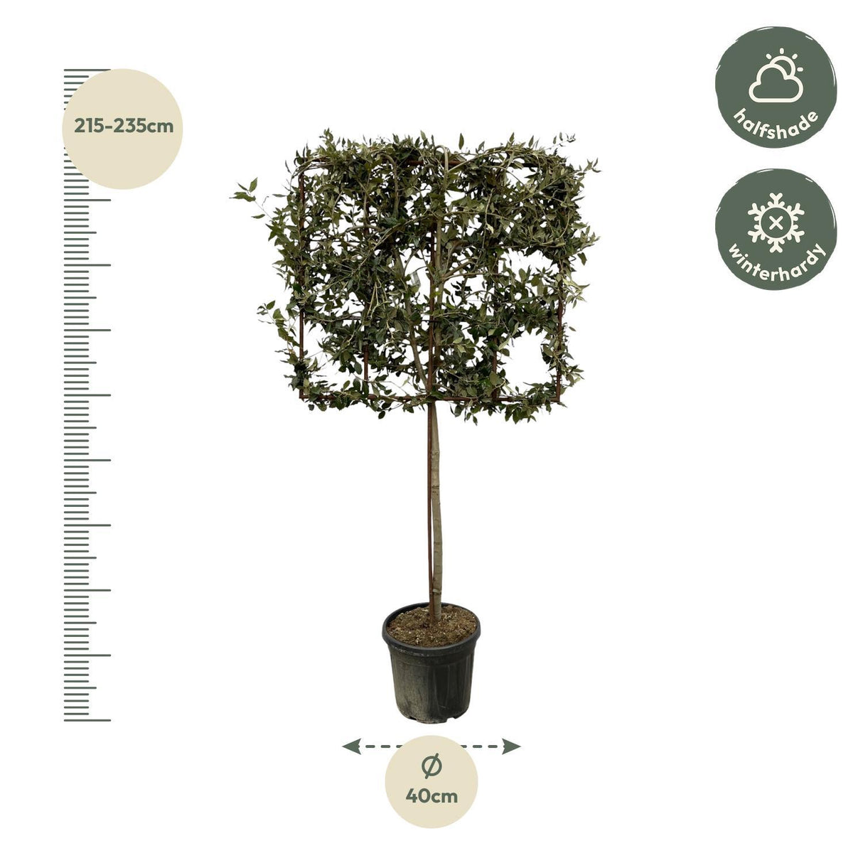 Quercus ilex tree on rack