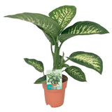 Dieffenbachia Seguine Tropic Snow