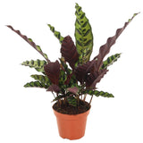 Calathea Insignis - Ø12cm - ↕50cm