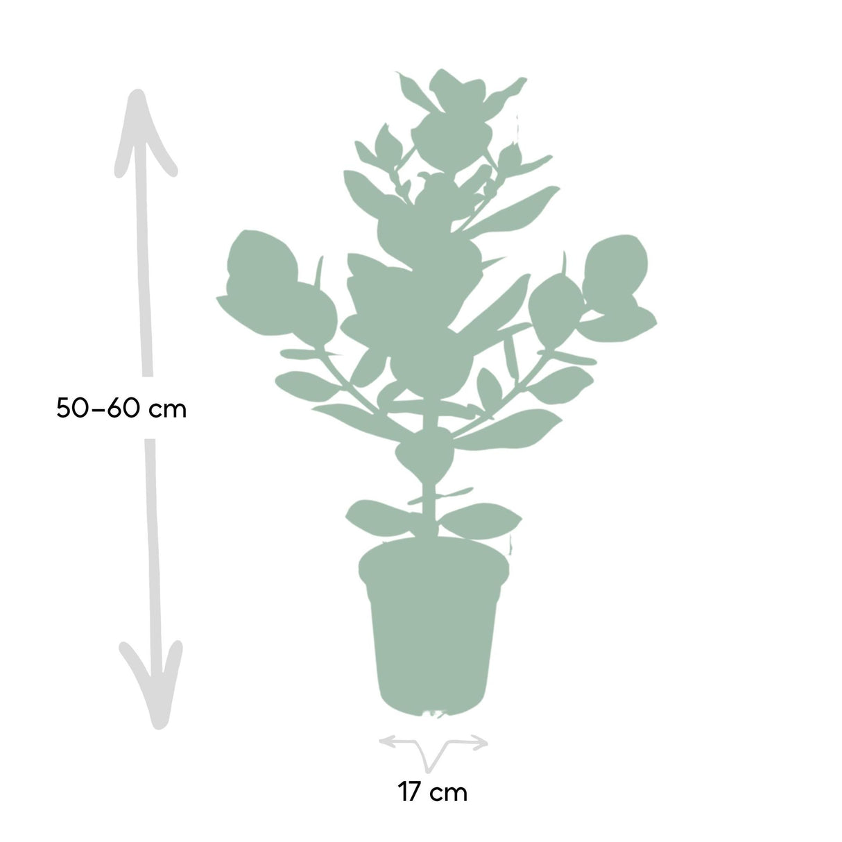 Clusia Rosea Princess - Ø17cm - ↕60cm - Ø17cm - ↕60cm 