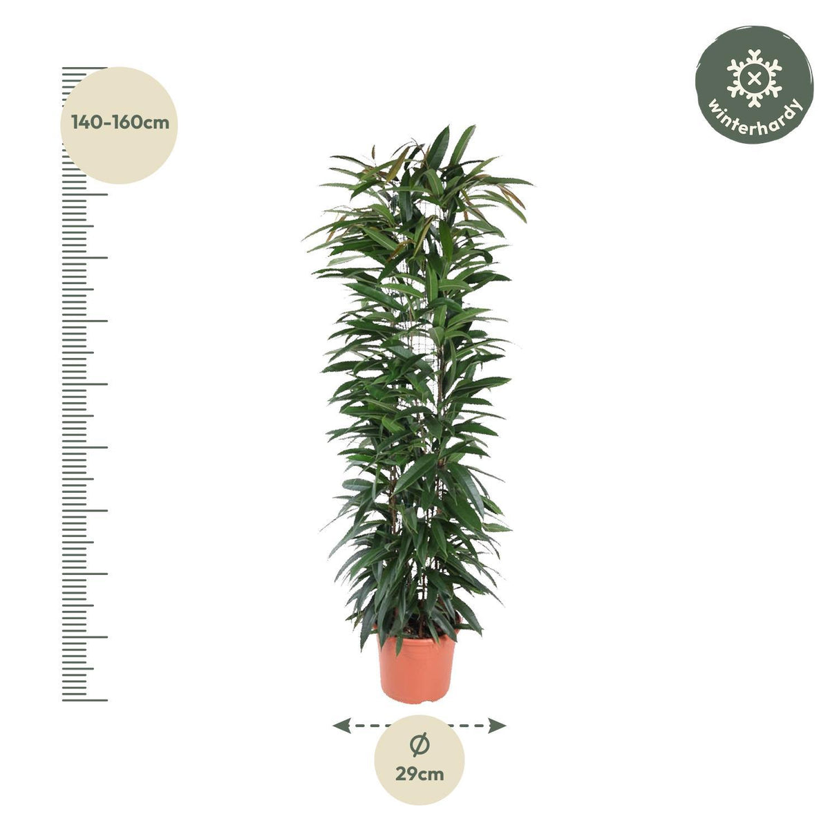 Ficus Alii King zuil - 150 cm - ø29