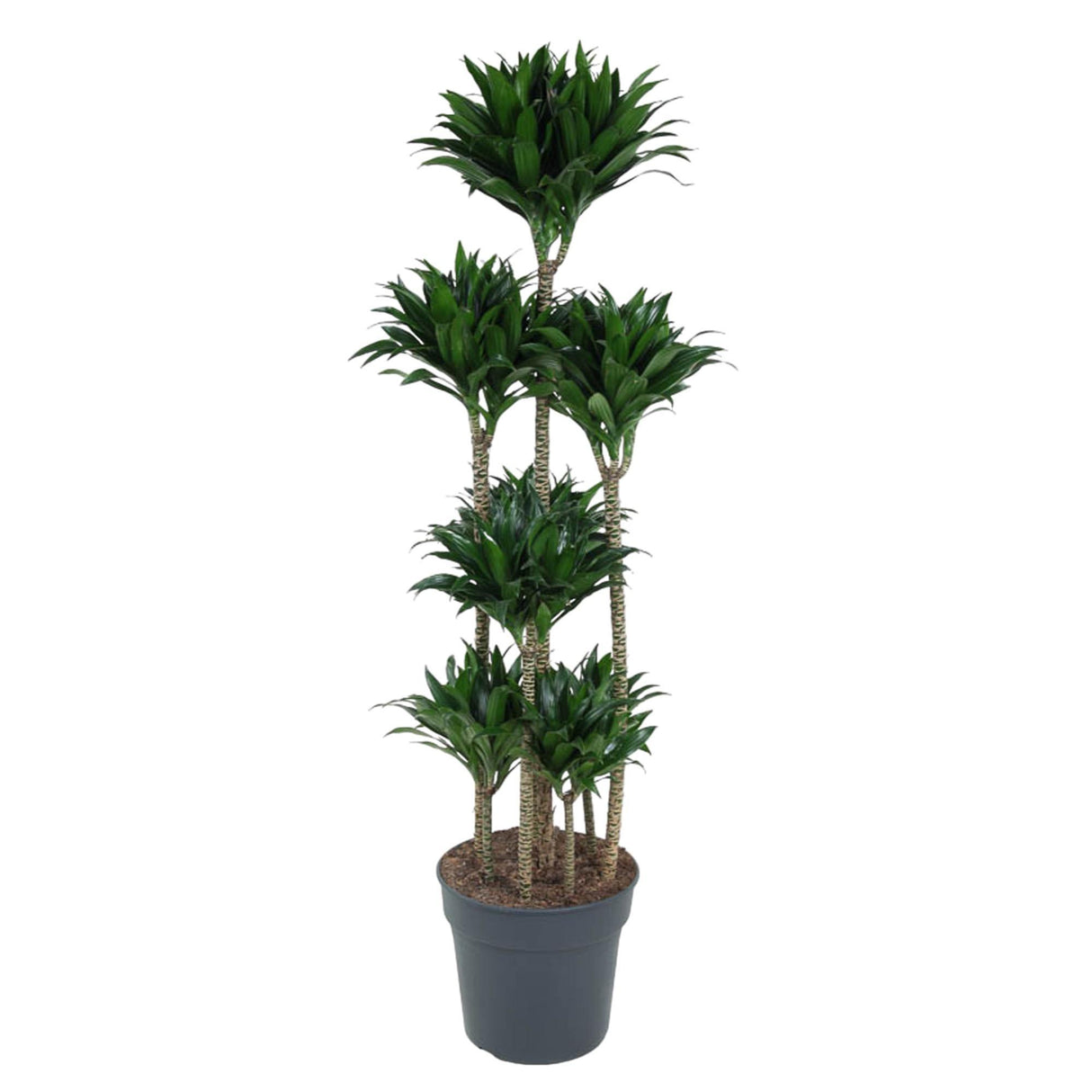 Dracaena Compacta Carrousel