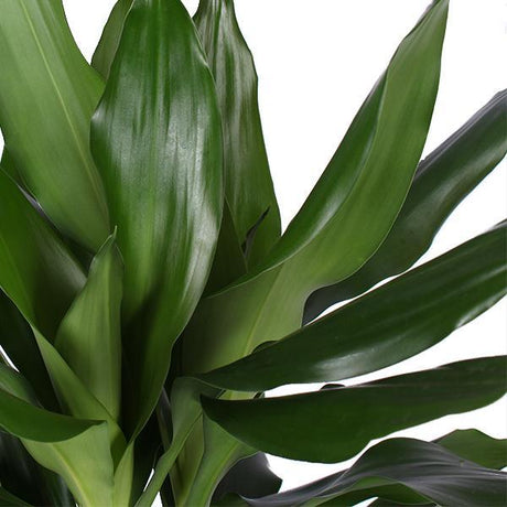 Dracaena Janet Lind Ø21cm - ↕90cm in Albury BLACK print mand