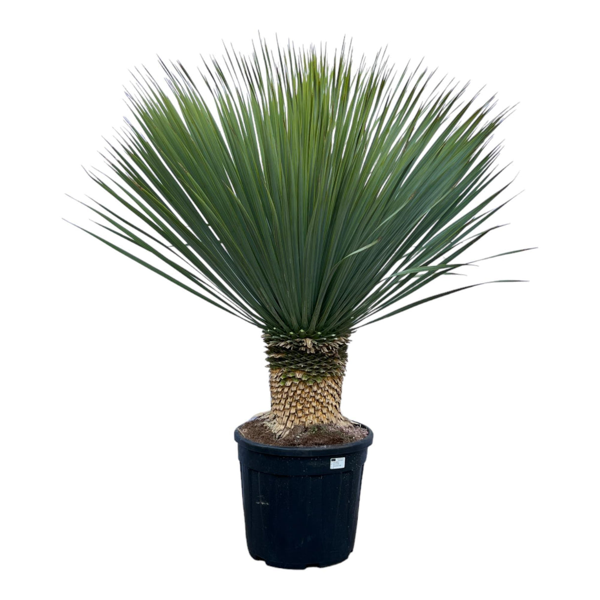 Yucca Rostrata