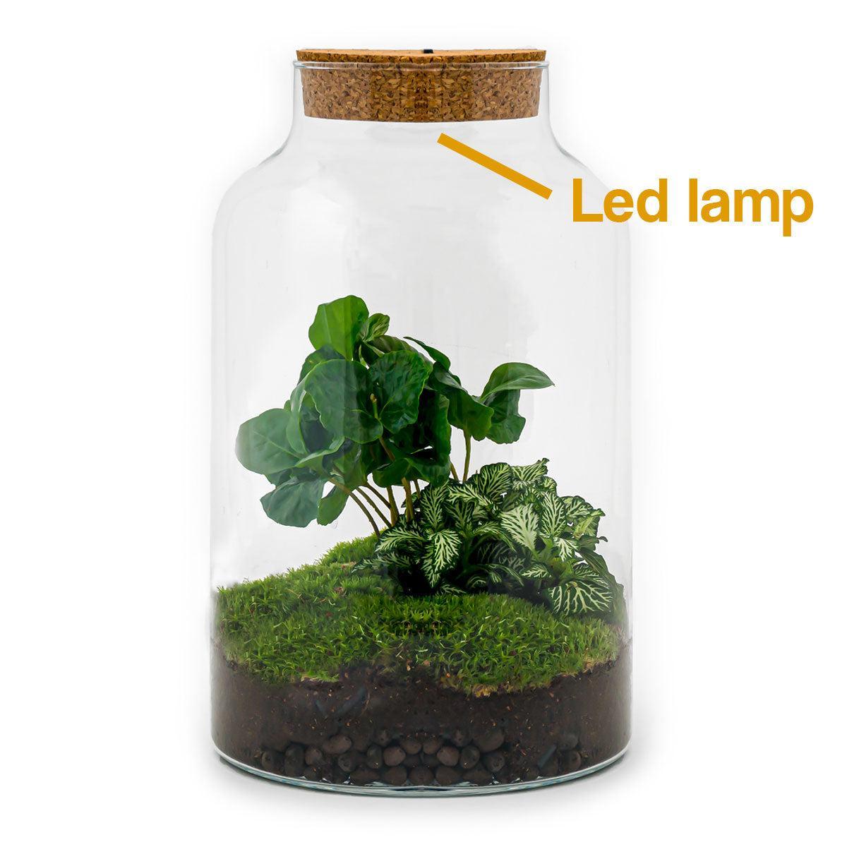 DIY terrarium - Milky Coffea met lamp