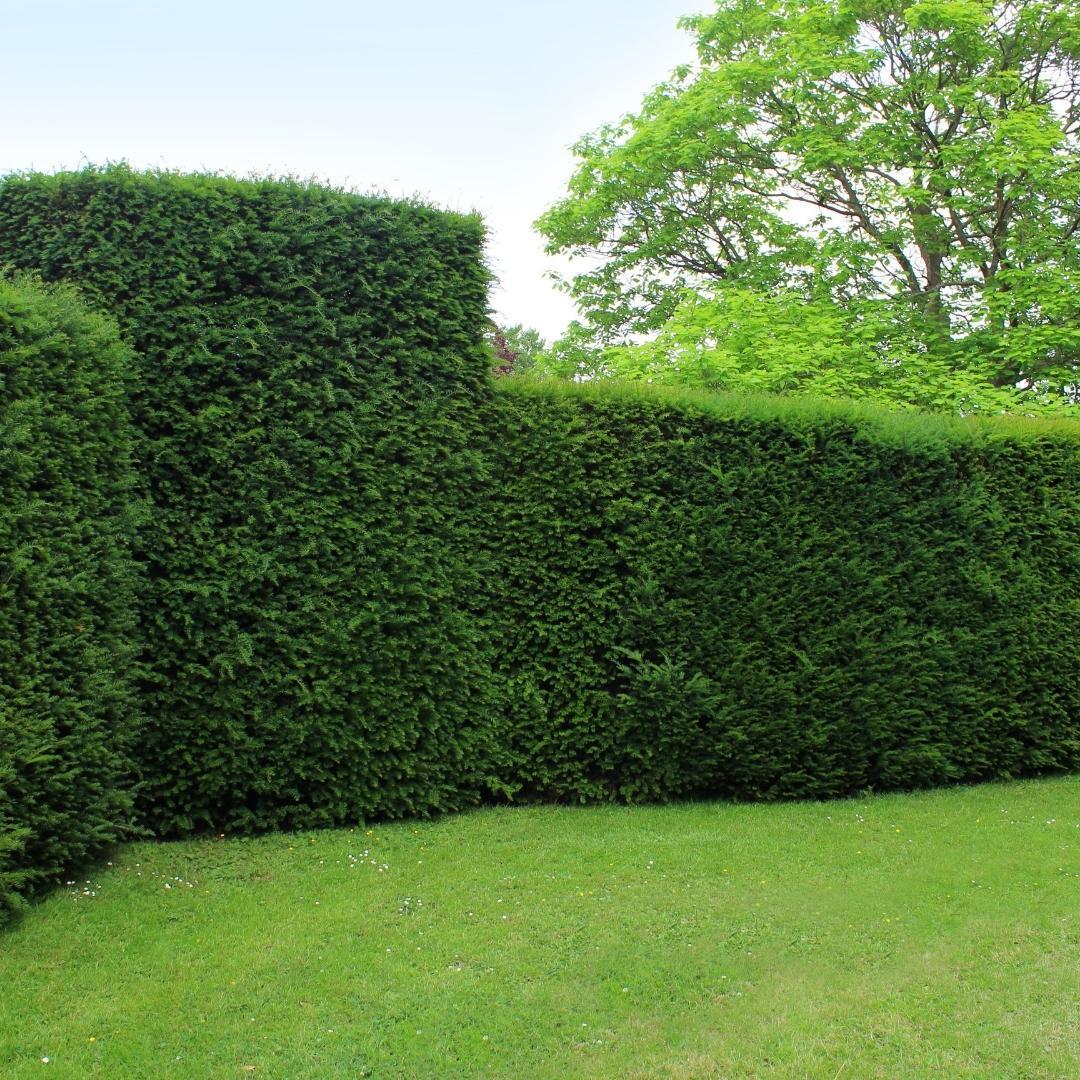 Yew 'Baccata' plants for 10 linear metres of hedge