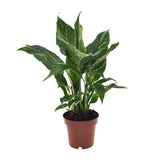 Spathiphyllum diamant