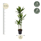 Dracaena Cintho