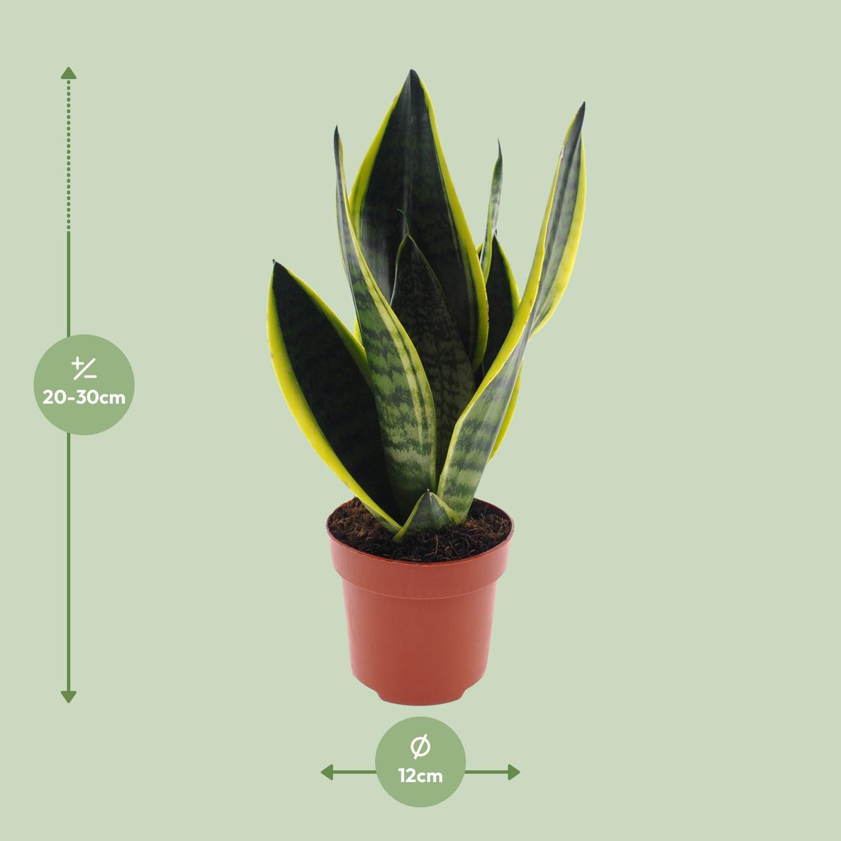 Sansevieria Futura Superba