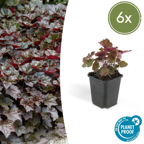 Heuchera mic. 'Palace Purple' - ↕25cm - Ø9cm  - 6x