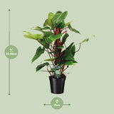 Philodendron Red Emerald