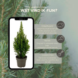 2x Picea glauca Perfecta - 15 cm Ø - 40 cm ↨