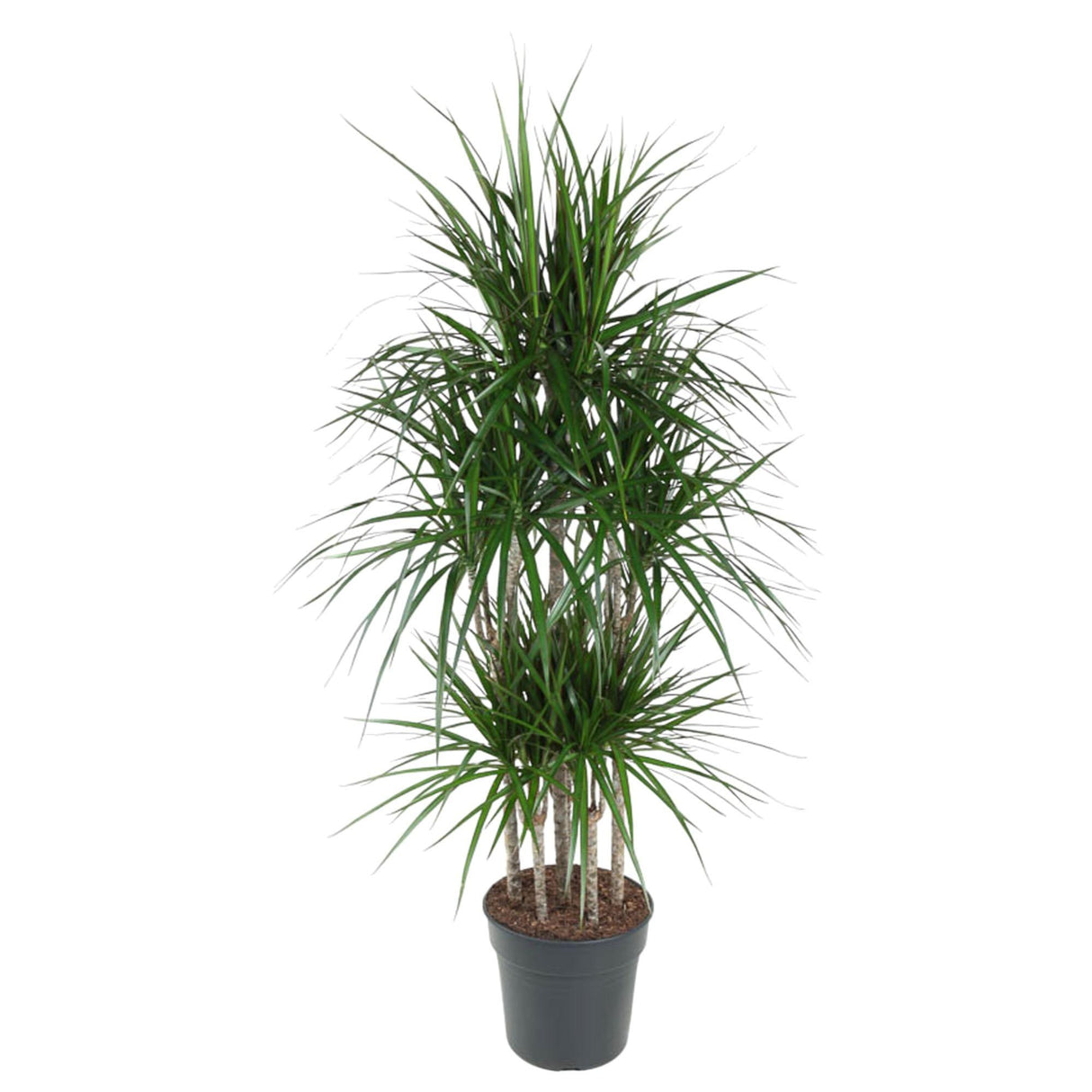 Dracaena Marginata karrusel - 160 cm - ø31