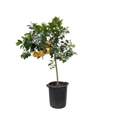 Citrus Pompelmo - 150 cm - ø40