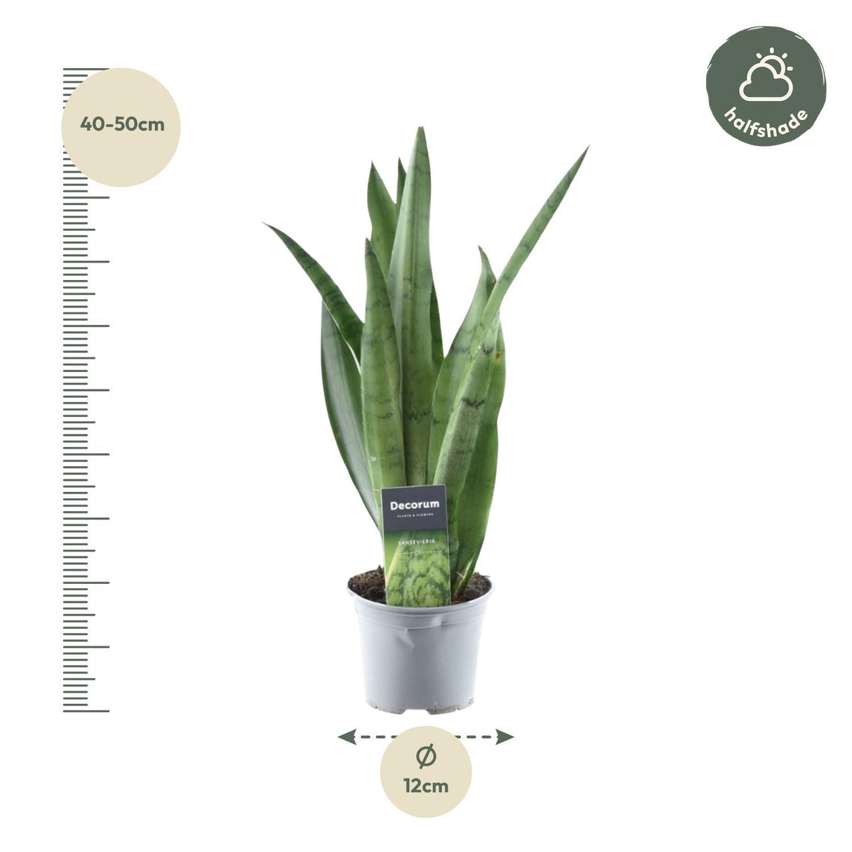 Sansevieria Spearmint