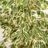 Ficus benjamina Twilight