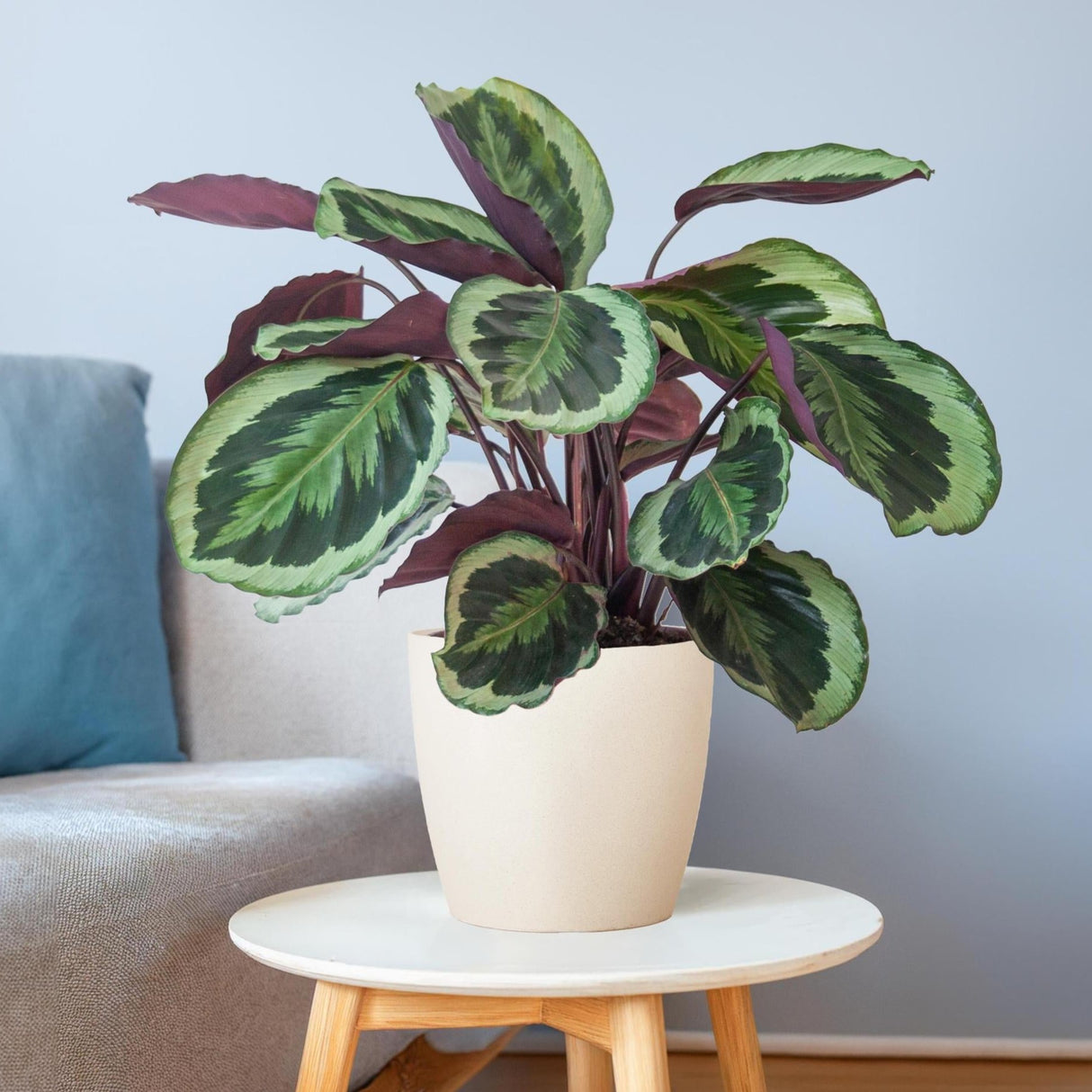 Calathea Medaillon met Viber wit - 65cm - Ø21