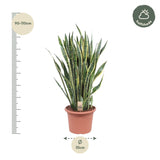 Sansevieria Laurentii