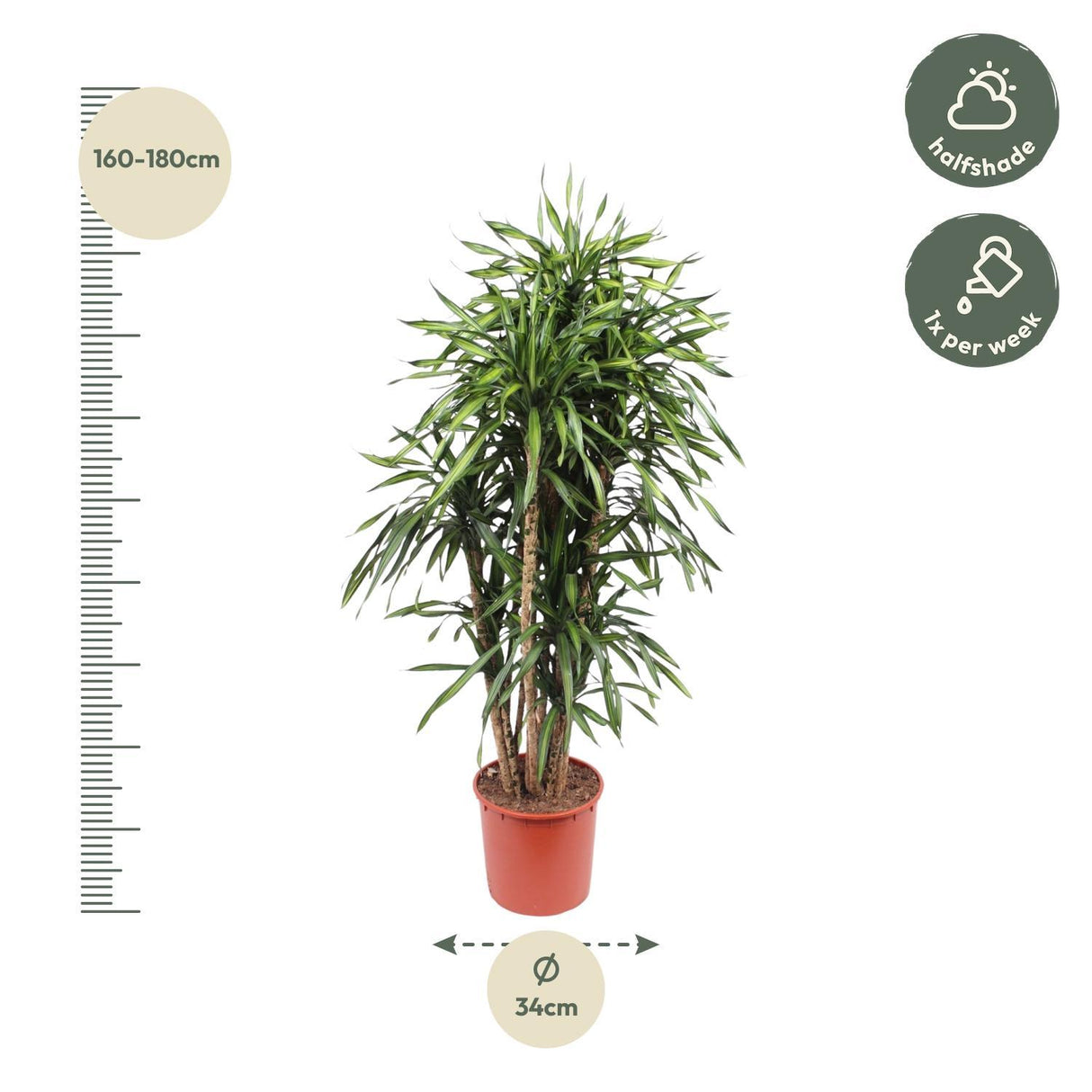 Dracaena Riki - 170 cm - ø34