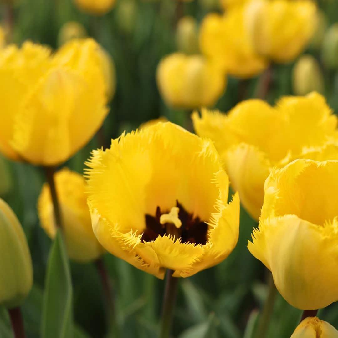 Blomsterløg Amsterdam - Krystalstjerne - 15 bloembollen - Maat 12+