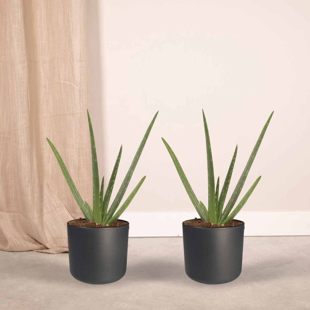 2x Aloe vera - Succulent - 40cm - ø12