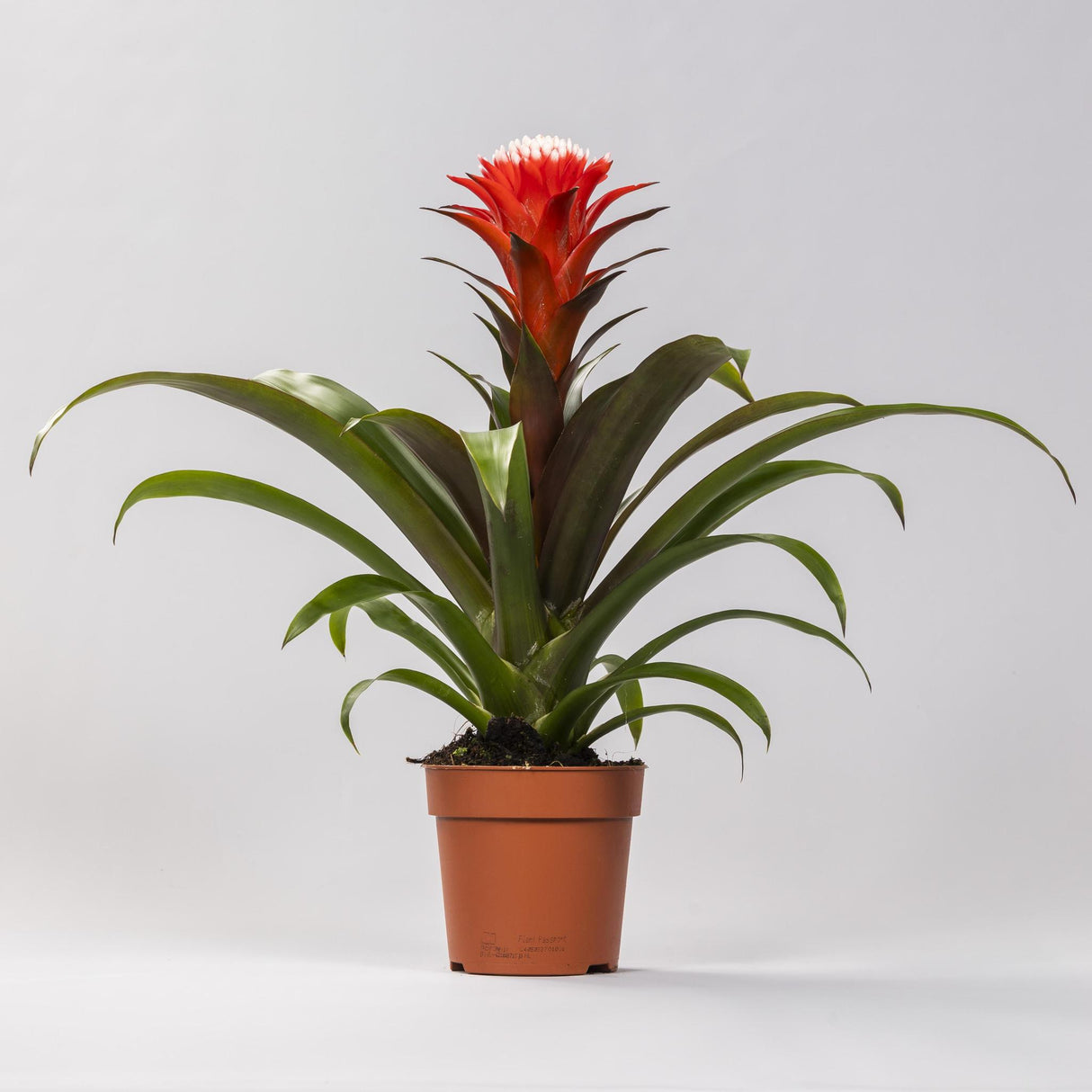 Guzmania Hope