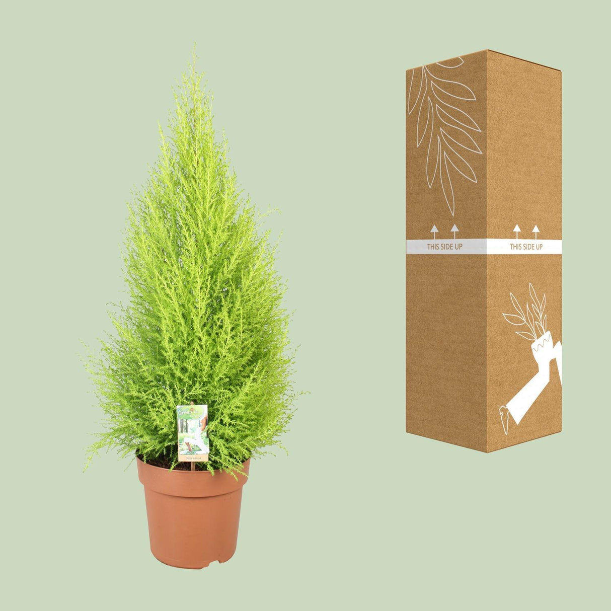 Cupressus Goldcrest Wilma - Ø21cm - ↕90cm