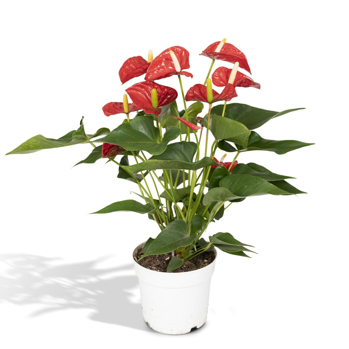 Anthurium Red - Ø17cm - ↕55cm - Ø17 - ↨55cm