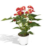 Anthurium Red - Ø17cm - ↕55cm - Ø17 - ↨55cm