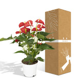 Anthurium Red - Ø17cm - ↕55cm - Ø17 - ↨55cm