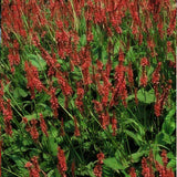 Persicaria amplexicaulis