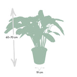 Calathea Flamestar - Peacock Plant - Ø19cm - ↕75cm