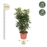 Schefflera Arboricola Compacta vertakt