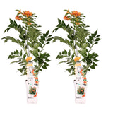 2x - Campsis 'Indian Summer' - ↨65cm - Ø15