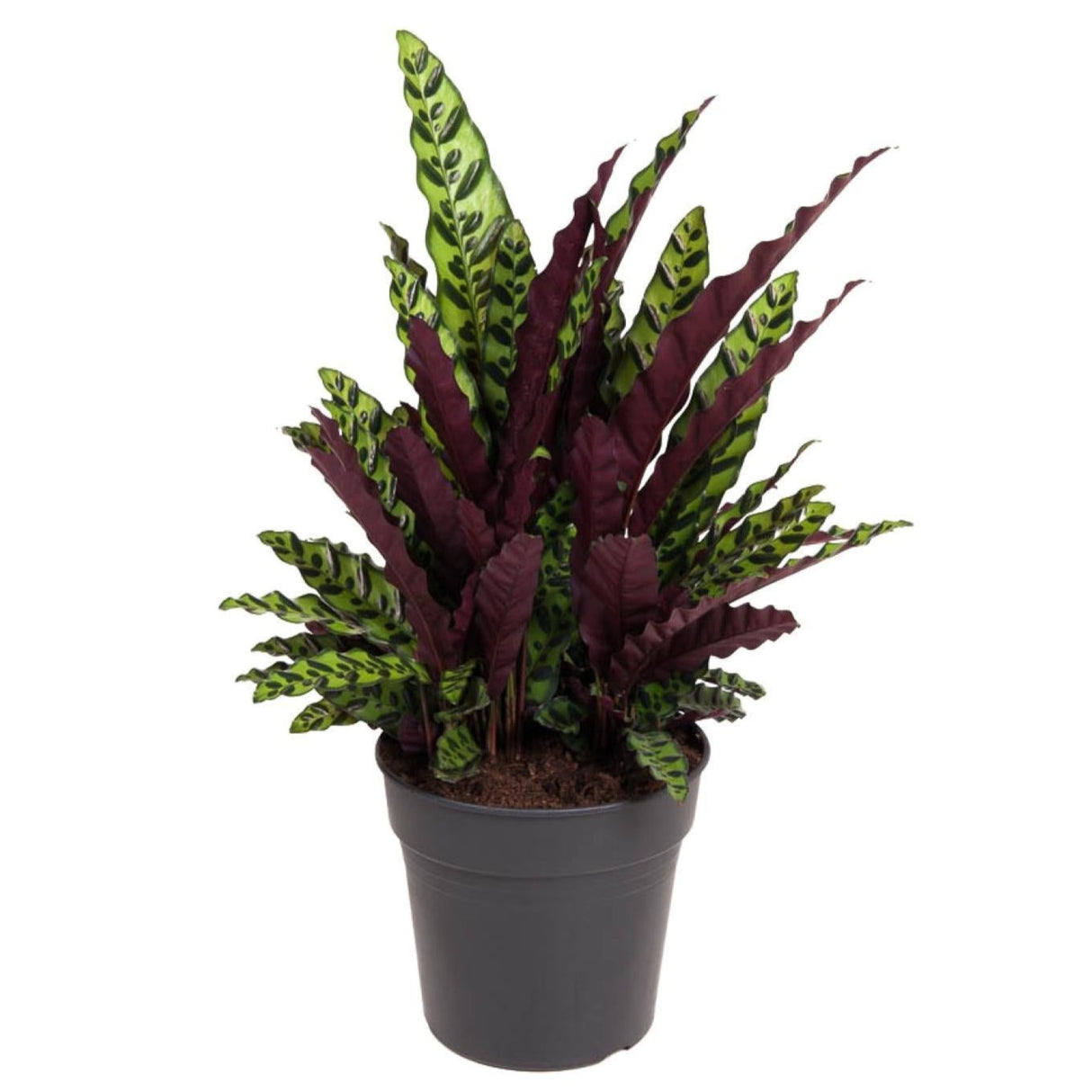 Calathea Lancifolia - Ø27cm - ↕70cm