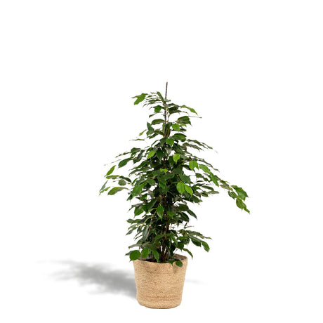 Ficus benjamina Danielle - Ø21cm - ↕95cm + Mand Selin