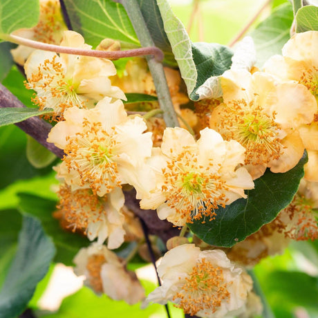 3x - Actinidia delciosioa 'Jenny' - ↨45cm - Ø13