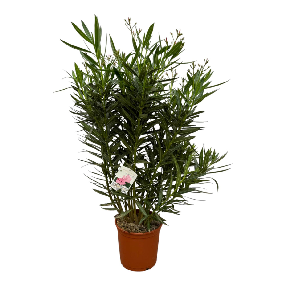 Nerium Oleander struik met witte bloem