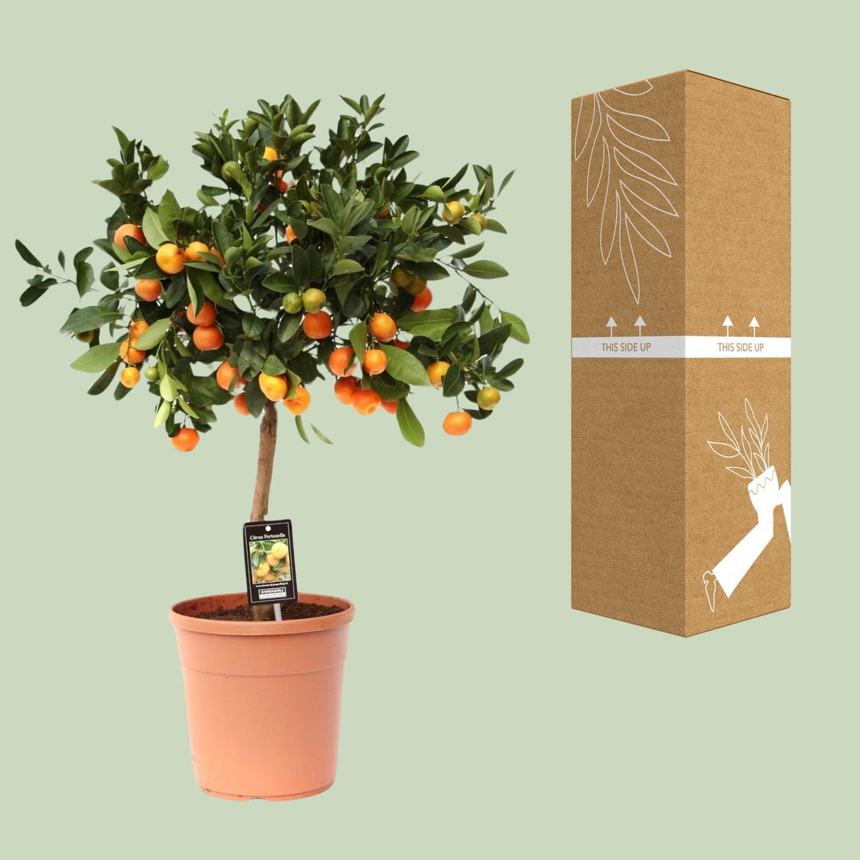 Citrus Calamondin