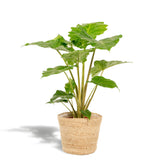 Alocasia Portodora - Ø21cm - ↕80cm + Mand Selin