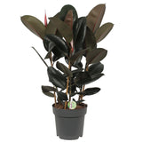 Ficus Abidjan