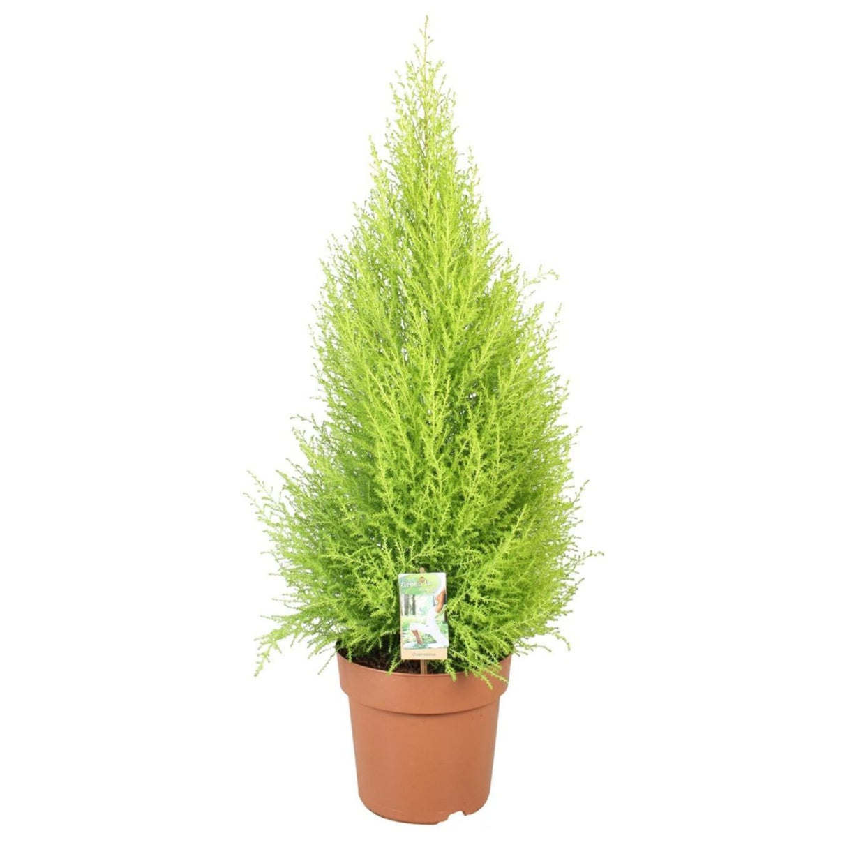 Cupressus Goldcrest Wilma - Ø21cm - ↕90cm