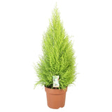 Cupressus Goldcrest Wilma - Ø21cm - ↕90cm