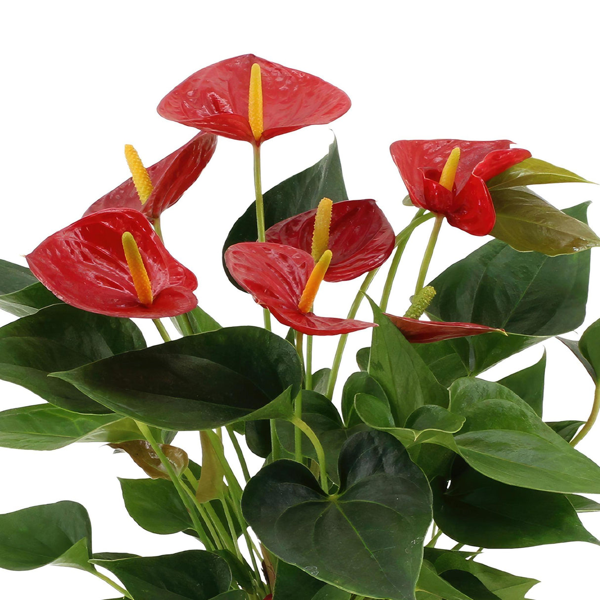 Anthurium andreanum Diamantrød inkl. REN zink - 45cm - Ø12